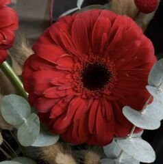 Kırmızı Gerbera Ve Okaliptus Buketi