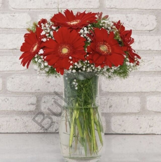 Vazoda Kırmızı Gerbera Aranjmanı