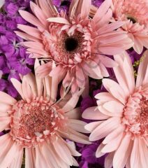 Bukette Pembe Gerberalar & Hüsnüyusuf