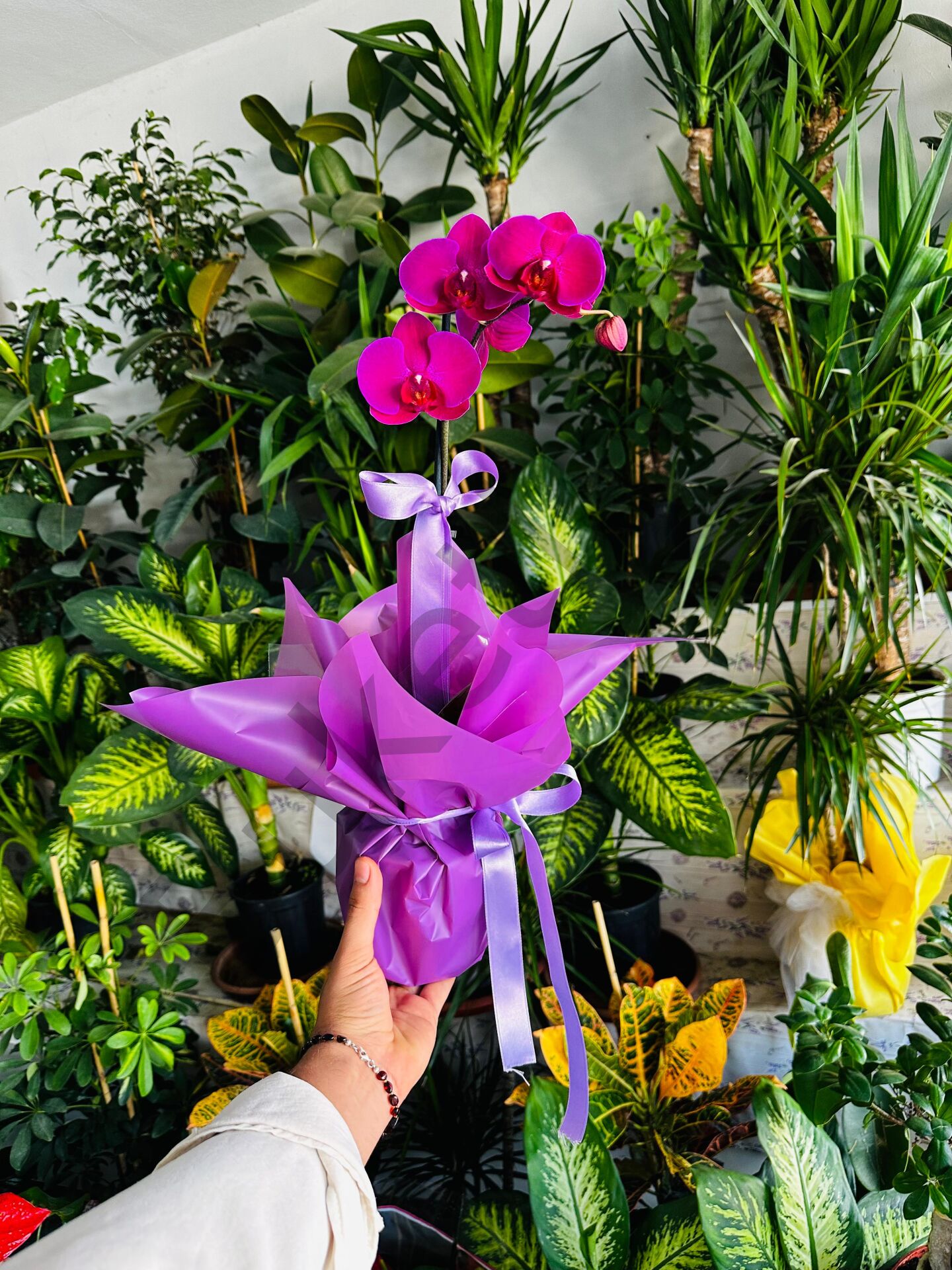 Saksıda Tek Dallı Mor Orkide