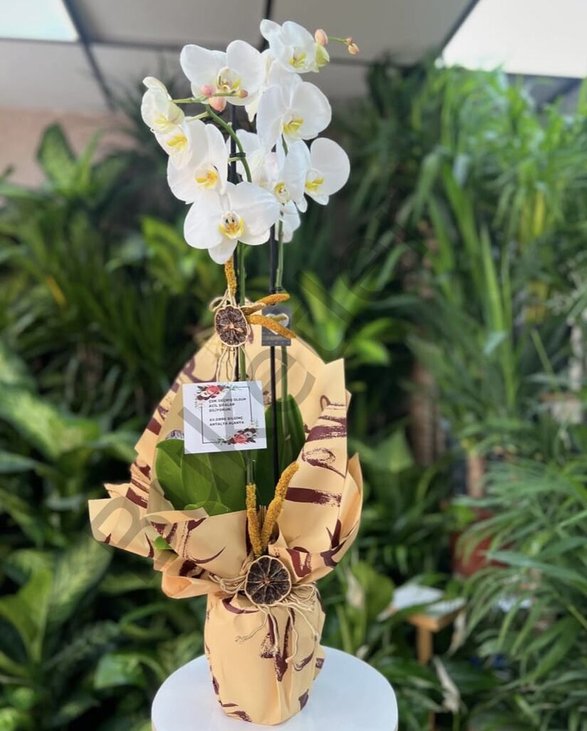 Saksıda Çift Dallı Beyaz Orkide