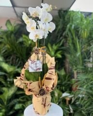 Saksıda Çift Dallı Beyaz Orkide