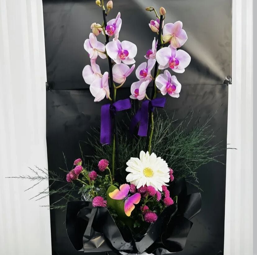 Saksıda Çift Dallı Aranjmanlı Açık Mor Orkide