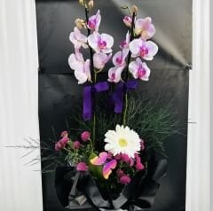 Saksıda Çift Dallı Aranjmanlı Açık Mor Orkide