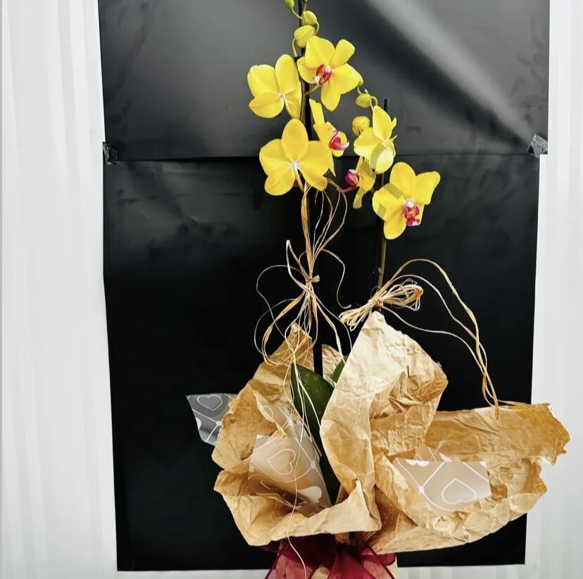 Saksıda Çift Dallı Sarı Orkide