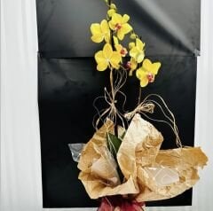 Saksıda Çift Dallı Sarı Orkide