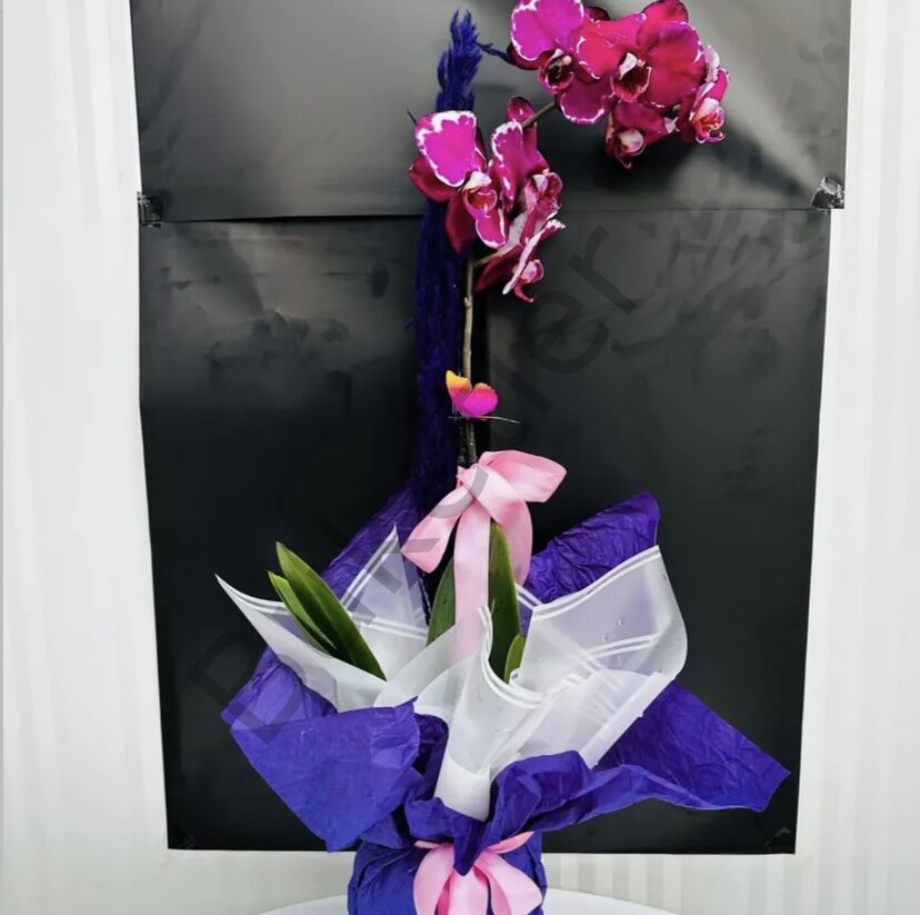 Saksıda Tek Dallı Beyaz Lekeli Orkide