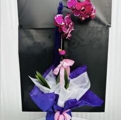 Saksıda Tek Dallı Beyaz Lekeli Orkide